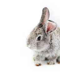 Gray rabbit