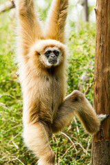 white-handed gibbon in chiangmai zoo chiangmai Thailand