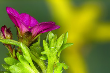 Red flower on a green background