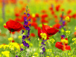 Obraz premium poppy and wild flowers