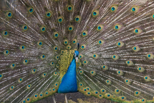The male peacock (Pavo Linnaeus) with tail disclosed