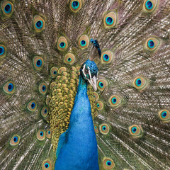 Obraz premium The male peacock (Pavo Linnaeus) with tail disclosed