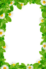 Green leaves and daisies frame