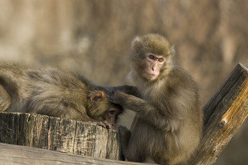 Two Japanese macaques (Macaca fuscata)  at the zoo