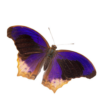 Large assyrian butterfly isolated on the white background