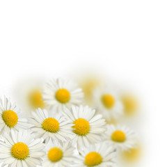 Many daisies on the blurred background