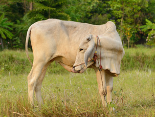 Cow on a sunny day in Lampang ,Thailand