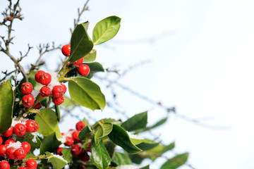 winter background