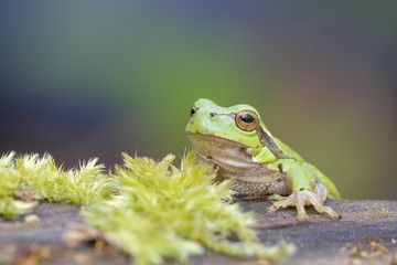 Laubfrosch