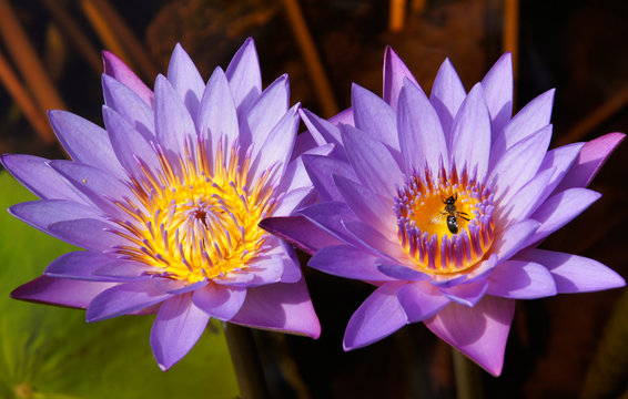 lily