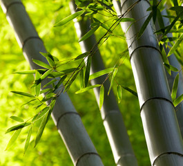Bamboo forest background. Shallow DOF © SJ Travel Footage