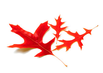 Three red leafs of oak