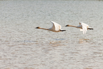 Pair of flying Trumpeter Swans Cygnus buccinator