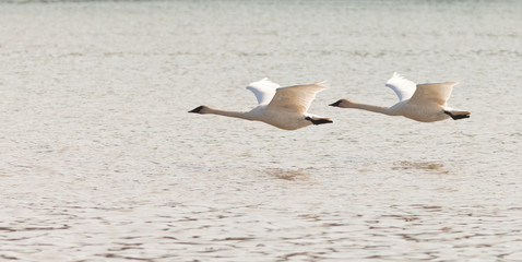 Pair of flying Trumpeter Swans Cygnus buccinator