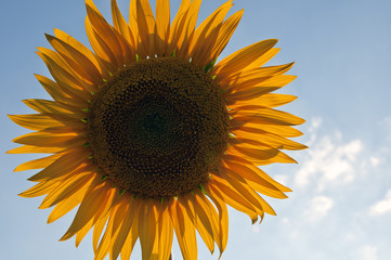 Obraz premium Sunflower with blue sky