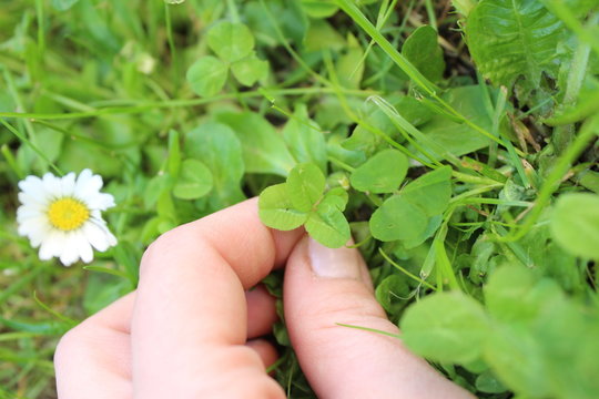 four-leaved clover