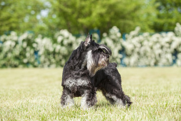 Purebred  dog Miniature schnauzer on green grass