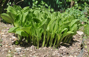 Hosta grows