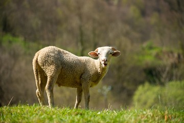 Lonely sheep on a meadow