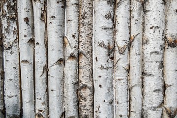 Birch wooden background