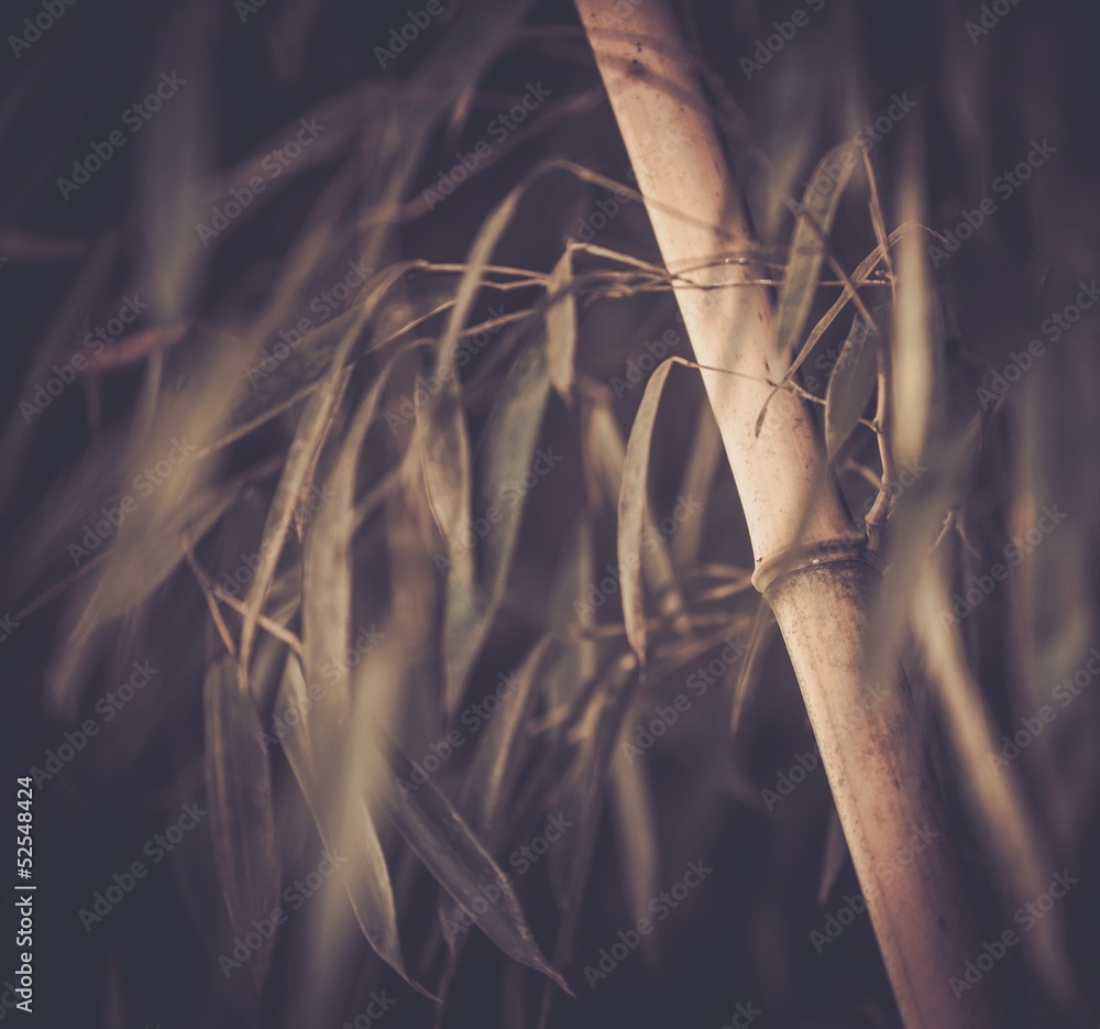 Wall mural Toned picture of a bamboo plant