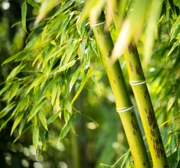 Gros plan d& 39 une plante de bambou