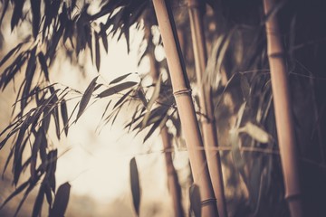 Fototapeta premium Toned picture of a bamboo plant