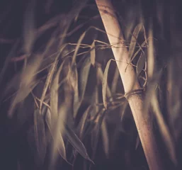 Papier Peint photo autocollant Bambou Image tonique d& 39 une plante de bambou