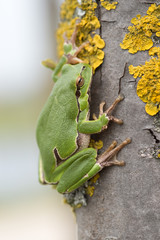 Europäische Laubfrosch, European tree frog, Hyla arborea