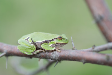 Europäische Laubfrosch, European tree frog, Hyla arborea