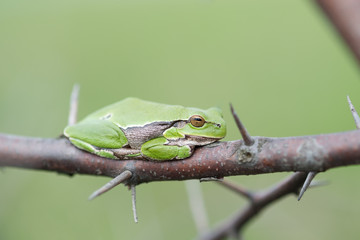 Naklejka premium Europäischer Laubfrosch, European tree frog, Hyla arborea
