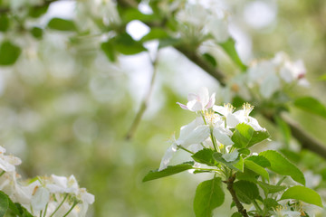 beautiful flowers of apple trees. macro