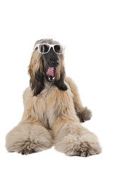Afghan Hound