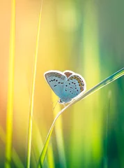 Photo sur Plexiglas Papillon Papillon sur l& 39 herbe