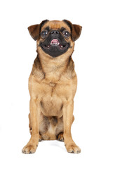 Obraz premium Petit Brabant (griffin, griffon)on a white background in studio