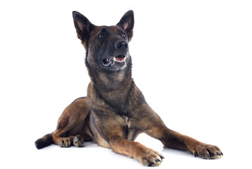 malinois
