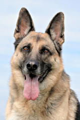 Deutscher Schäferhund