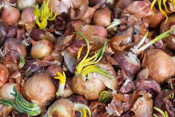 old sprouting onions