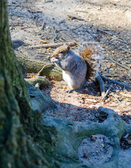 Eichhörnchen