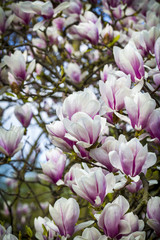 blooming magnoliaceae closeup in spring