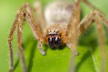 portrait of a spider in nature. macro