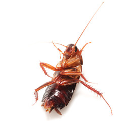 cockroach on white background. macro