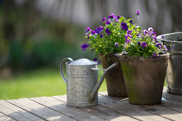 Violet in flowerpot next to galvanized watering can. - obrazy, fototapety, plakaty