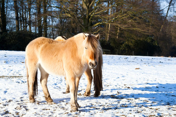 Fototapeta na wymiar horse on winter pasture