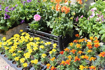Fototapeta na wymiar flowers on the market