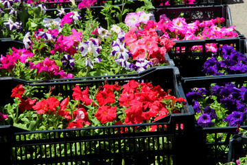 flowers on the market