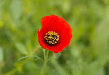 red poppy on nature