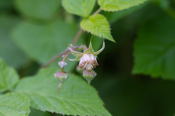 flowers on raspberry in nature