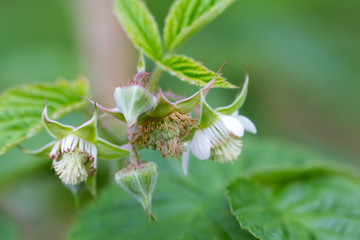 flowers on raspberry in nature
