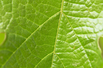 Fototapeta na wymiar background of a beautiful green leaf in nature. macro